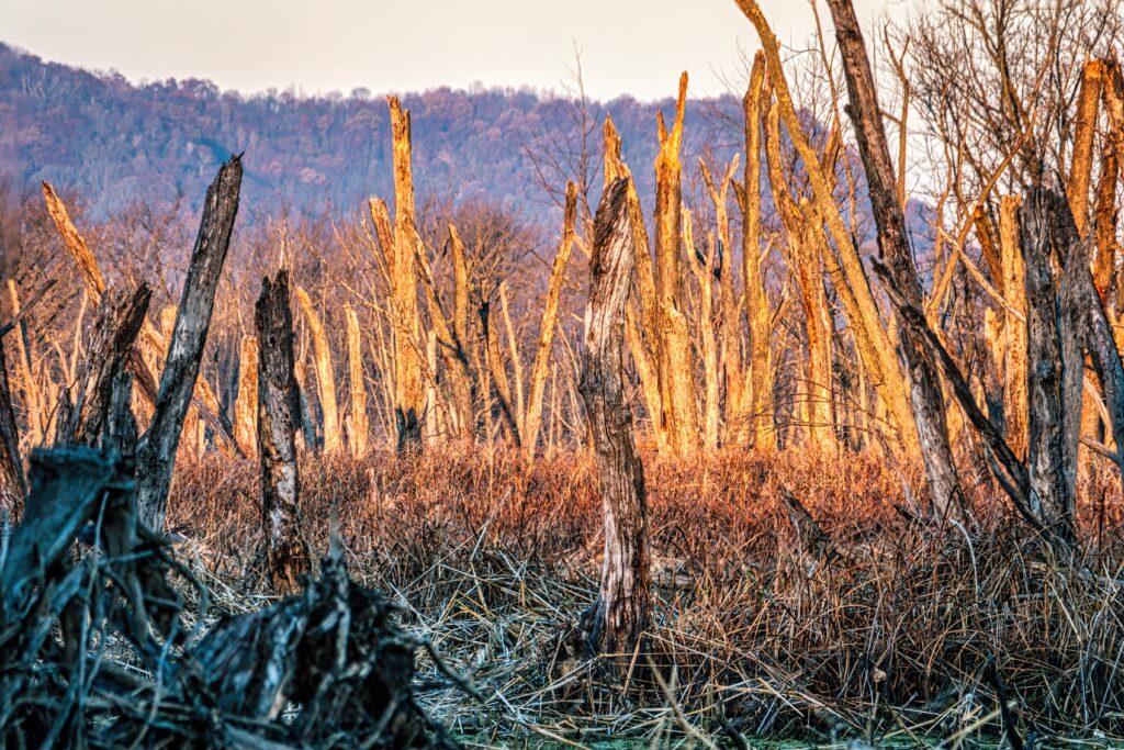 Damaged forest due to climate change