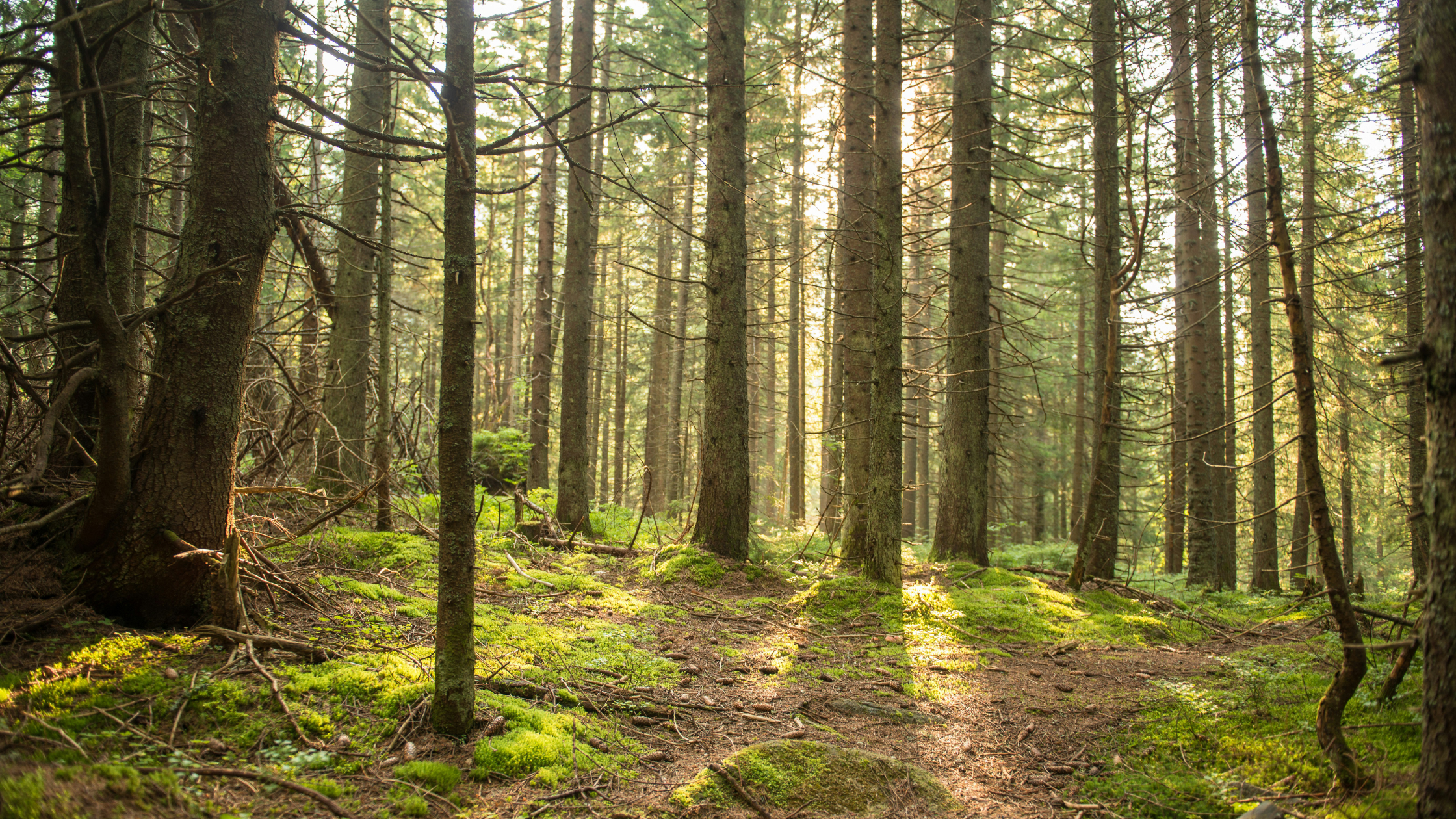 Why Healing Forests Matter And How the David Suzuki Foundation Is